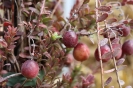 Apfelmarkt 2016 _12
