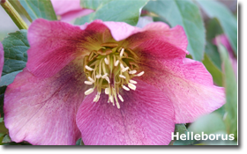 Helleborus