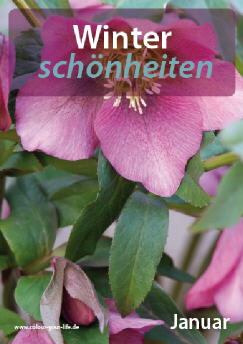 2010_01_winterschoenheiten