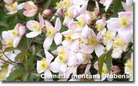 Clematis montana 'Rubens'