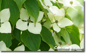 Cornus kousa