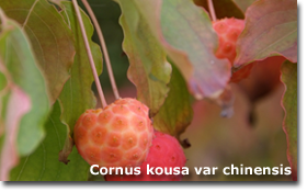 Cornus kousa chinensis