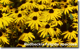 Rudbeckia speciosa