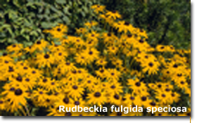 Rudbeckia speciosa