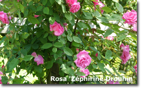 2010_07_rose_zephirine_drounin