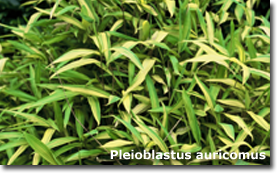 2010_08_pleioblastus_auricomus2