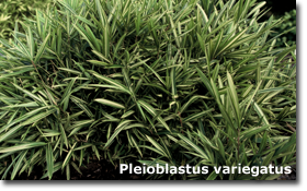 2010_08_pleioblastus_variegatus