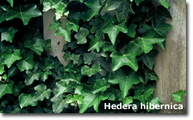 Hedera helix hibernica