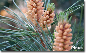 Pinus