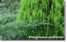 Platycladus orientalis