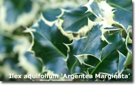 Ilex aquifolium