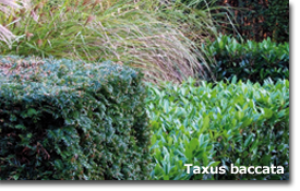 Taxus baccata