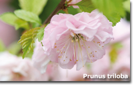 Prunus triloba