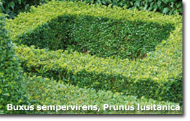 Buxus sempervirens
