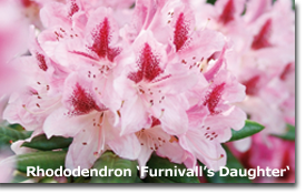 Rhododendron Furnivalls Daughter