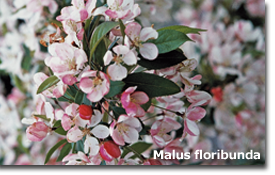 Malus floribunda