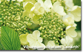 Viburnum plicatum Lanarth