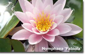 Nymphaea Fabiola