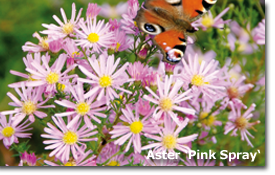 Aster 'Pink Spray'