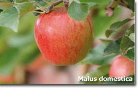 Malus domestica