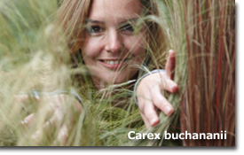 Carex buchananii