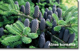 Abies koreana