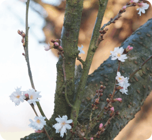 Colour your life Februar 2012 - Prunus subhirtella Autumnalis