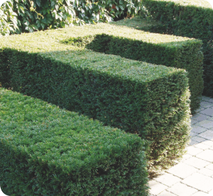 Buchs-Hecke