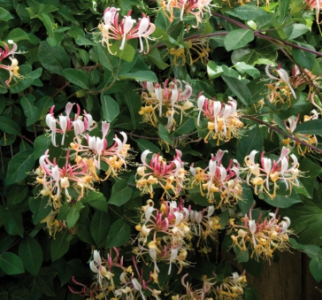 Lonicera Belgica