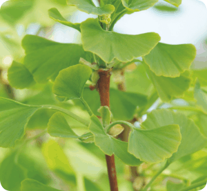 Colour your life März 2012 - Ginkgo biloba