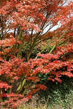 Acer palmatum