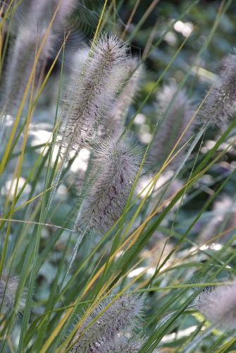 Pennisetum Hameln