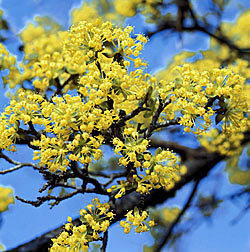 Cornus mas