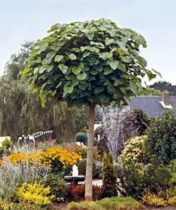 Der Vorgarten als Visitenkarte