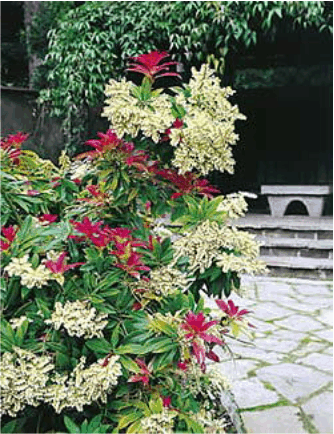 Pieris