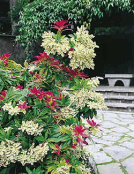 Pieris
