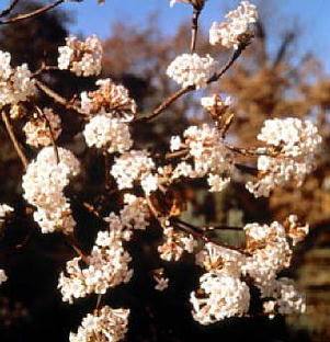 Winter ade: Jetzt kommt der Duft des Frühlings
