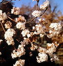Jetzt kommt der Duft des Frühlings