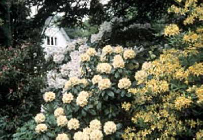 Goldrausch im Garten: Gelb macht glücklich