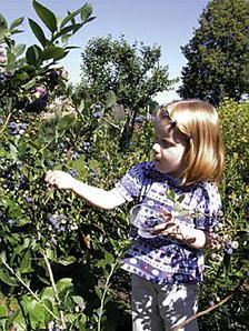 Hochsaison der Beerenfrüchte: Ein Garten zum Naschen