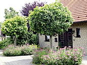 Der Hausbaum - Die Krönung des Gartens