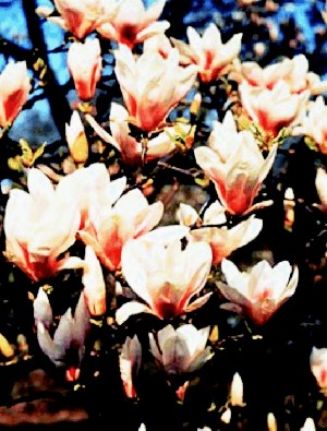 Hier kommt der Frühling