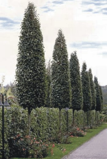 Grüne Säulen und Wände