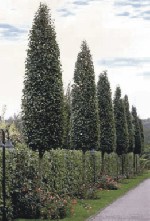 Grüne Säulen und Wände