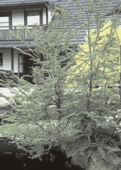 Foto: PdM. Die Süd- oder Pfennigbuche ist das ganze Jahr über schön: Im Winter fällt sie durch ihren markanten Wuchs auf und in der warmen Jahreszeit beeindrucken ihre interessanten, etwa pfennig- oder centgroßen Blätter, die am Rand auffällig gewellt sind. Wer das Besondere sucht