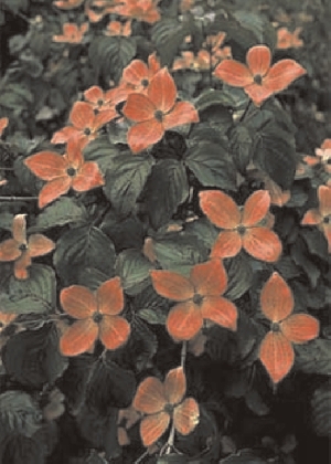 Außergewöhnliche Pflanzen