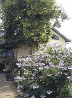 Ohne Bäume geht im Garten nichts