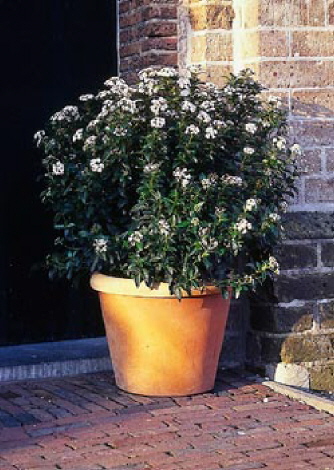 Immergrüne Gehölze für Gartenfreunde