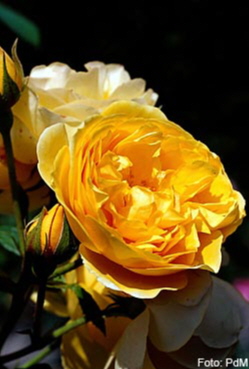 Mit dem Charme vergangener Zeit: Nostalgierosen