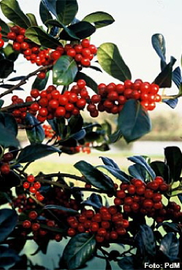 Augen auf: Der Garten im Winter